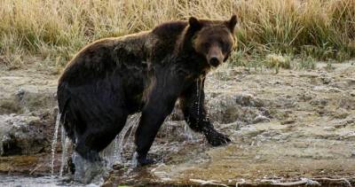 Grizzly bear fatally mauls backcountry guide near Yellowstone Park - globalnews.ca - county Park - state Montana