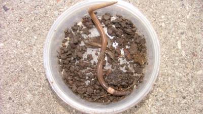 Invasive jumping worms that 'thrash wildly' when handled reported in several US states - fox29.com - Usa - state Illinois - state Missouri - state Oregon - state Iowa - state Oklahoma - state Wisconsin - state Nebraska - Madison