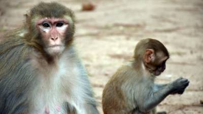 Part human, part monkey: Scientists engineer hybrid embryo in effort to grow organs - fox29.com - China - Pakistan - city Islamabad, Pakistan