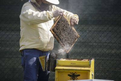 Milan gets buzzier with 1 million bees in designer hives - clickorlando.com - Italy
