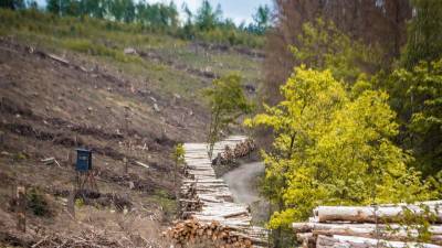 How deforestation is impacting our health as a planet -- and quickly - clickorlando.com