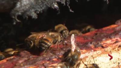Chris Chacon - Alberta bee industry feels the sting from COVID-19 - globalnews.ca