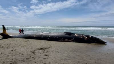 Endangered fin whale that washed ashore in San Francisco likely died from ship strike - fox29.com - state California - San Francisco - city San Francisco - county Santa Cruz