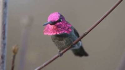 Tiny hummingbird stops construction on B.C. Trans Mountain pipeline - globalnews.ca