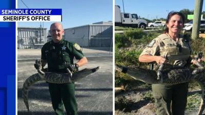 Gator wrangled by deputies before entering busy Seminole County intersection - clickorlando.com - state Florida - county Seminole