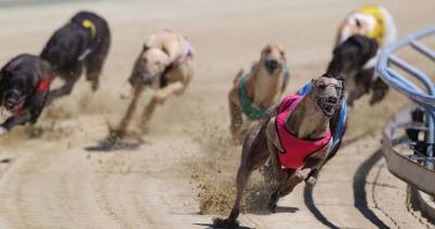 Greyhound tests positive for meth after winning dog race - globalnews.ca - New Zealand