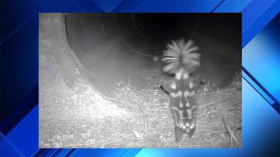 Stinkin’ cute Florida skunk dazzles camera with handstand trick. Here’s why - clickorlando.com - state Florida