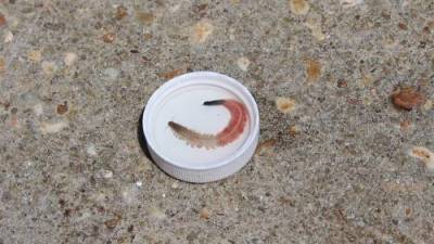 Hooked-jaw sea worms spotted off South Carolina coast - globalnews.ca - state South Carolina
