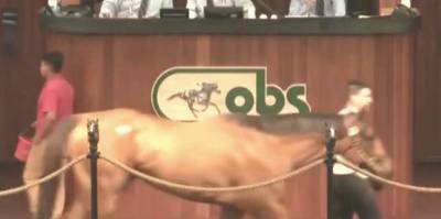 Ocala Breeders’ spring horse auction breaks sales record with nearly $74 million - clickorlando.com