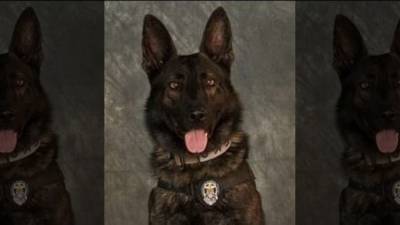 Mesquite K9 officer killed while chasing armed robbery suspects - fox29.com - state Texas