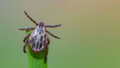 Lyme disease-carrying ticks found near beaches at equal rates as wooded areas, study says - fox29.com - state California