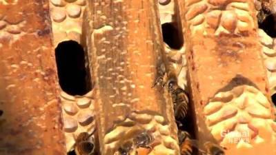 Beekeeping hobby is a buzz amid the pandemic - globalnews.ca