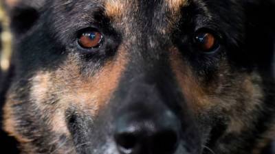 Ex-police dog's serious reaction to word 'cocaine' rocks TikTok - fox29.com - Germany - Britain