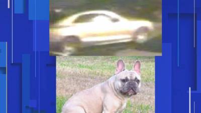 New photos show car involved in stolen French bulldog case - clickorlando.com - France - state Florida - county Orange