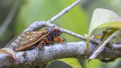 Trillions of cicadas set to swarm eastern U.S. - globalnews.ca - Canada