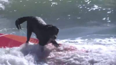 ‘Cowagbunga:’ Dogs ride the waves in surfing championship at Cocoa Beach - clickorlando.com - state Florida - county Park - county Wilson - city Cocoa Beach, state Florida
