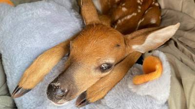 Baby deer found lying next to dead mother rescued in Brevard County - clickorlando.com - state Florida - county Brevard