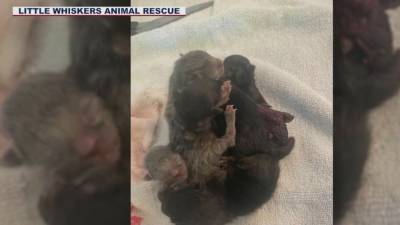 Five conjoined kittens born in Arizona animal rescue - fox29.com - state Arizona - county Maricopa