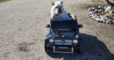 Mercedes Benz - Meet Gastown’s driving dog: Why ‘Mayo’ has his own Mercedes Benz - globalnews.ca - state Florida - county Park - parish Cameron - city Gastown