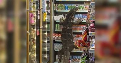 Godzilla vs. shelves: Giant lizard causes chaos inside Thailand store - globalnews.ca - Thailand - Japan