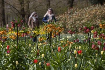 Visitors tiptoe through the tulips in Dutch virus test - clickorlando.com - Netherlands - city Amsterdam - city Hague