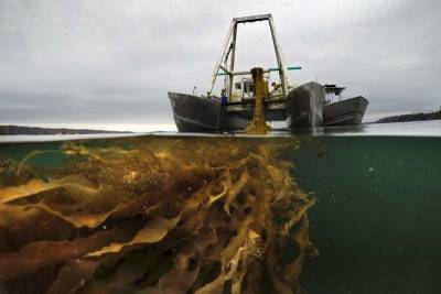 Maine seaweed growers to break state records this spring - clickorlando.com - state Maine