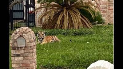 What a zoo! Tiger spotted outside home in Houston neighborhood - clickorlando.com - city Houston