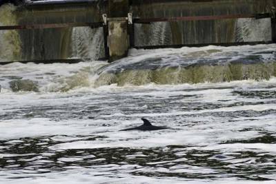 Minke whale is lost far from home in London's Thames River - clickorlando.com - city London - Richmond