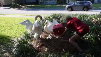 Lake Eola - Man claiming to be with rescue recorded putting baby swans in cooler at Lake Eola Park - clickorlando.com
