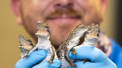 Zoo Miami welcomes endangered baby Orinoco crocodiles - clickorlando.com - state Florida