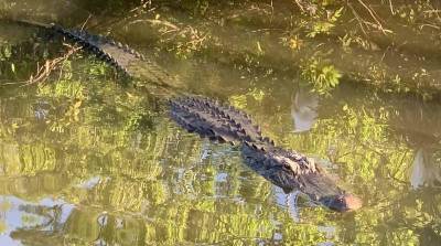 226 alligators removed from Disney World since toddler’s death 5 years ago - clickorlando.com - state Florida - county Lake - county Buena Vista