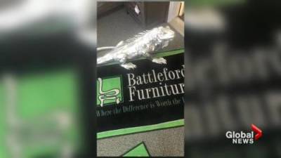 Battleford, Sask., business offers reward for stolen iguana decoration - globalnews.ca
