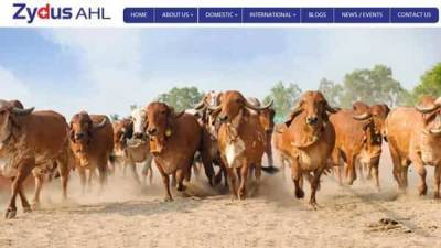 Cadila to sell India focused animal health business for Rs2,921 crore - livemint.com - India - Canada - city Mumbai