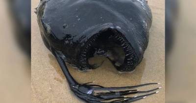 Horrifying deep-sea ‘football fish’ washes up on California beach - globalnews.ca - state California - county Park - state Indiana