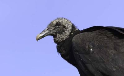 Vulture invasion besets residents of Florida neighborhood - clickorlando.com - state Florida
