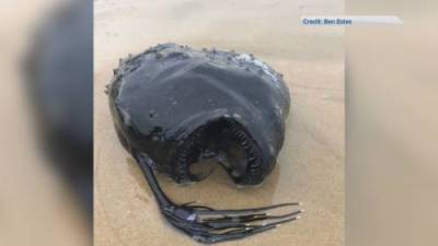 ‘Football fish’ washes up on California beach - globalnews.ca - state California