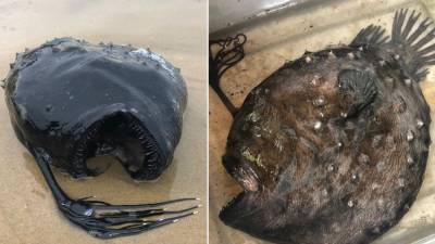 Rare fish that lives thousands of feet under the ocean washes ashore in California state park - fox29.com - state California - county Park