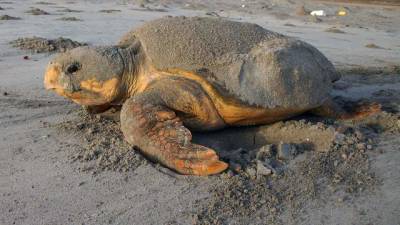 400-pound loggerhead sea turtle struck, killed on State Road A1A in Brevard - clickorlando.com - state Florida - county Brevard