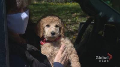 Melanie Zettler - Dog Guides holds drive-thru pick-up for foster puppies - globalnews.ca - Canada