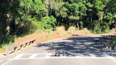 SC man captures video of law-abiding alligator using crosswalk - fox29.com - county Bay - county Park - state South Carolina - county Huntington - county Bond