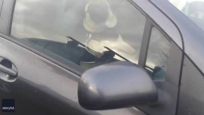 Video shows impatient dog honking car horn - fox29.com - Australia