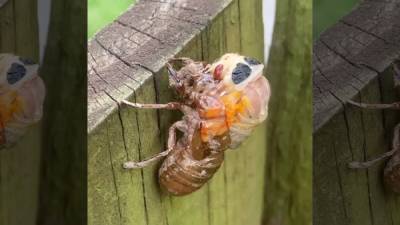 Brood X cicada molts its exoskeleton after emerging from the ground after 17 years - fox29.com - state Maryland