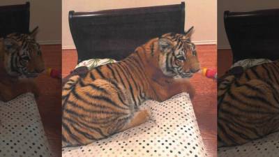 Carole Baskin - FOUND: Missing tiger seen roaming west Houston safely located - fox29.com - India - city Houston