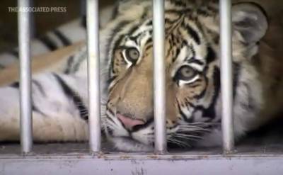 Missing Texas tiger transported to animal sanctuary - clickorlando.com - India - state Texas - city Houston