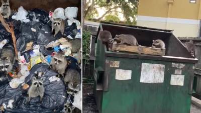 Truck driver rescues family of raccoons stuck in Bradenton dumpster - fox29.com - state Florida - city Bradenton, state Florida