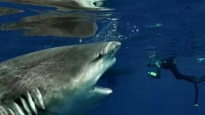 John Moore - Joel Greenberg - ‘So incredible:’ Florida diver photographs up-close encounter with pregnant bull shark - clickorlando.com - state Florida