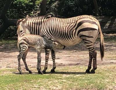 Disney’s Animal Kingdom welcomes new baby zebra - clickorlando.com