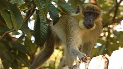Monkey business: Researchers find origins of Florida colony - clickorlando.com - state Florida