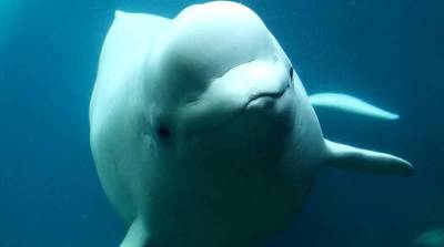SeaWorld Orlando welcomes Nunavik, newest beluga whale - clickorlando.com - city Atlanta - city Chicago - Georgia