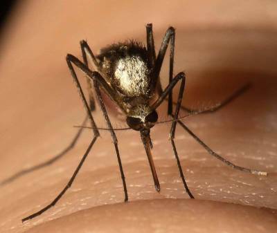 Risk for mosquito-borne illness on the rise in Orange County, health officials say - clickorlando.com - state Florida - county Orange